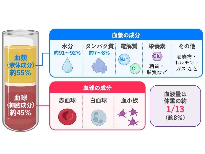 血液の成分と構成。血液は血漿約55%と血球約45%からなり、血漿には水分、タンパク質、電解質、栄養素などが、血球には赤血球、白血球、血小板が含まれる。