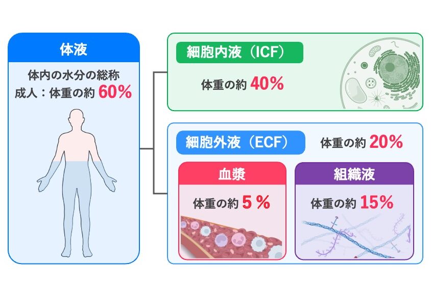 成人の体液の分布。体液は体重の約60%を占め、細胞内液約40%と細胞外液約20%に分かれる。細胞外液は血漿約5%と組織液約15%からなる。