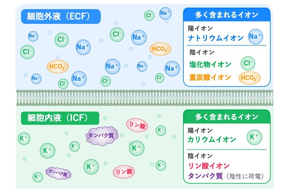 細胞外液と細胞内液の電解質組成の違い。細胞外液ではNa⁺が主要な陽イオンで、Cl⁻とHCO₃⁻が多い。細胞内液ではK⁺が主要な陽イオンで、リン酸イオンや陰性に荷電したタンパク質が多い。