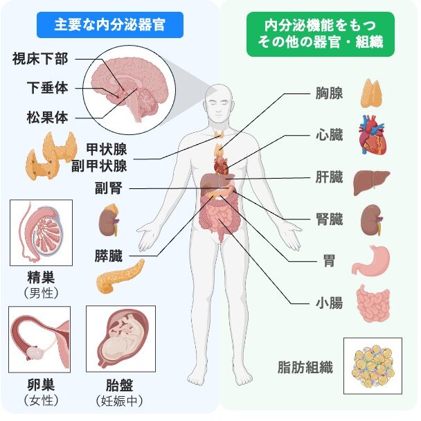 主な内分泌器官と内分泌機能をもつ器官・組織の位置を示す図。視床下部、下垂体、松果体、甲状腺、副甲状腺、副腎、膵臓、卵巣、精巣のほか、胸腺、心臓、肝臓、腎臓、胃、小腸、脂肪組織、胎盤を示す。