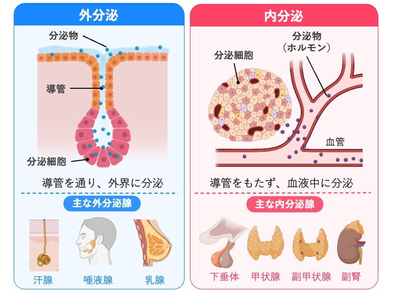 外分泌と内分泌の違いを示す図。外分泌は導管を通して外界へ分泌し、内分泌は導管をもたずホルモンを血液中へ分泌する。