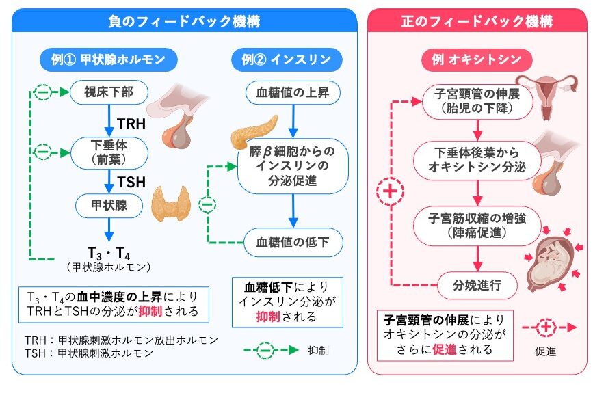 負のフィードバックと正のフィードバックを比較した図。負のフィードバックの例として甲状腺ホルモンとインスリン、正のフィードバックの例として分娩時のオキシトシンによる調節を示す。