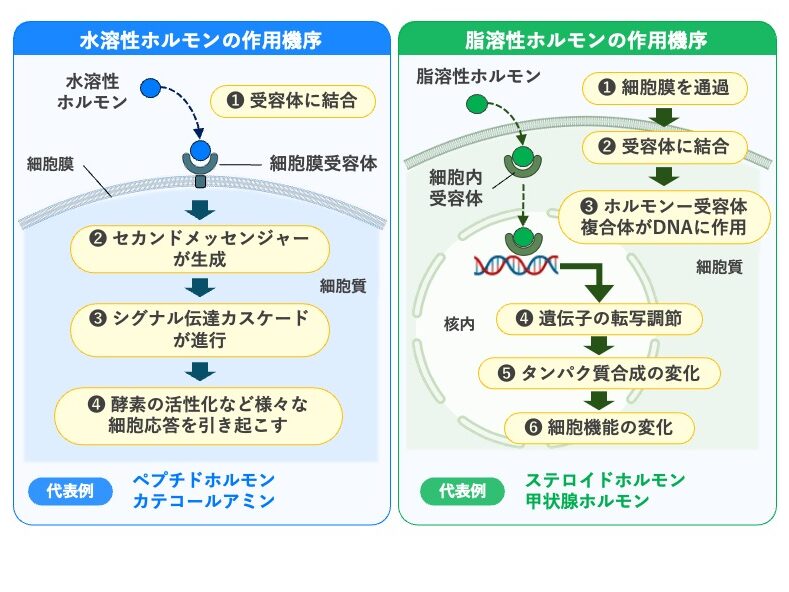 水溶性ホルモンと脂溶性ホルモンの作用機序を比較した図。水溶性ホルモンは細胞膜受容体とセカンドメッセンジャーを介して作用し、脂溶性ホルモンは細胞膜を通過して細胞内受容体に結合し、遺伝子の転写を調節する。