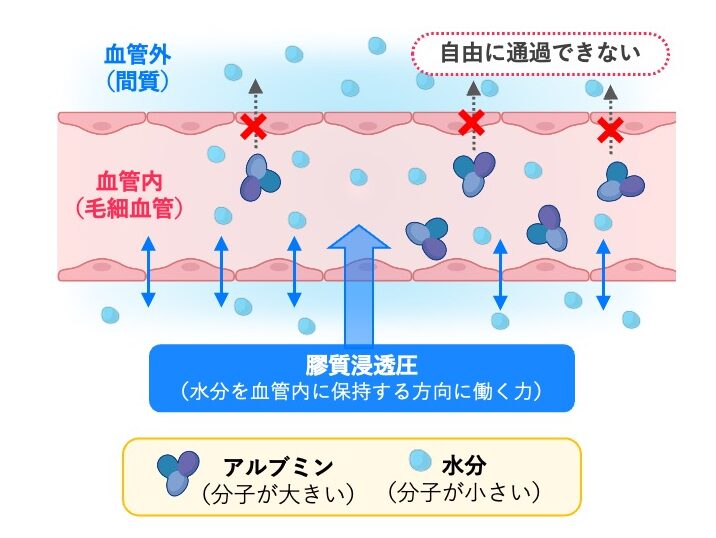 毛細血管内のアルブミンによって生じる膠質浸透圧を示した図。アルブミンは毛細血管壁を自由に通過しにくく、膠質浸透圧によって水分を血管内に保持する方向に働く。