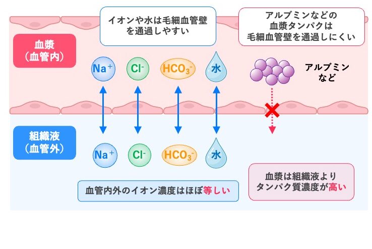 血漿と組織液の違い。水やNa⁺、Cl⁻、HCO₃⁻などのイオンは毛細血管壁を通過しやすく、血漿と組織液のイオン濃度はほぼ等しい。一方、アルブミンなどの血漿タンパク質は毛細血管壁を通過しにくく、血漿は組織液よりタンパク質濃度が高い。