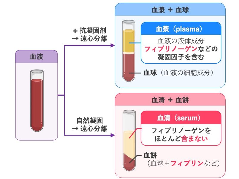 血漿と血清の違い。抗凝固剤を加えて遠心分離すると血漿と血球に分かれ、自然凝固後に遠心分離すると血清と血餅に分かれる。