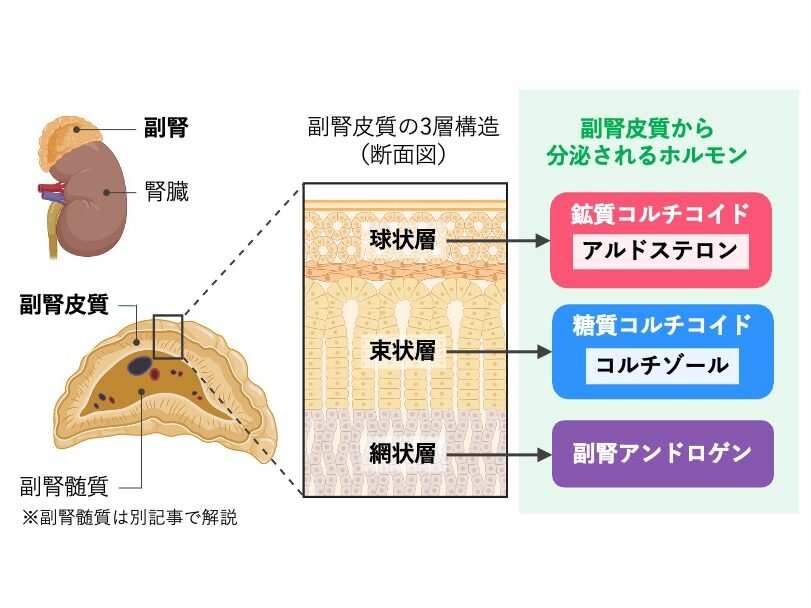 副腎の位置と副腎皮質の3層(球状層・束状層・網状層)、各層から分泌されるアルドステロン・コルチゾール・副腎アンドロゲンを示した図
