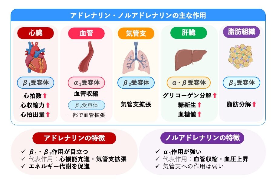 アドレナリン・ノルアドレナリンの受容体と作用を示した図。β₁受容体による心機能亢進、α₁受容体による血管収縮、β₂受容体による気管支拡張、肝臓での血糖上昇、β₃受容体による脂肪分解と、両ホルモンの特徴の違いを示す。