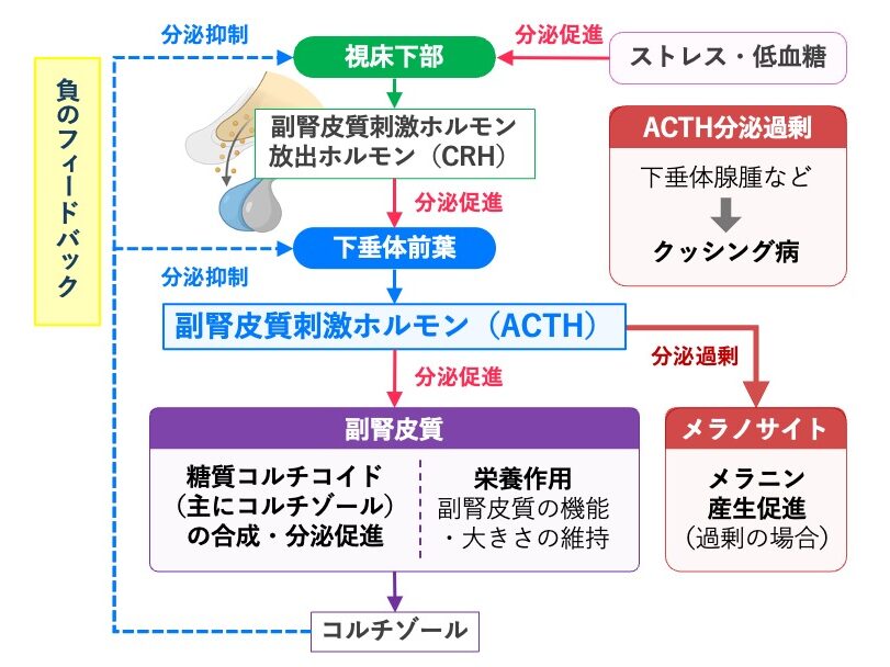 副腎皮質刺激ホルモン（ACTH）の分泌調節と作用。CRHは下垂体前葉からのACTH分泌を促進し、ACTHは副腎皮質からのコルチゾール分泌を促進する。コルチゾールは負のフィードバックにより視床下部と下垂体前葉を抑制する。