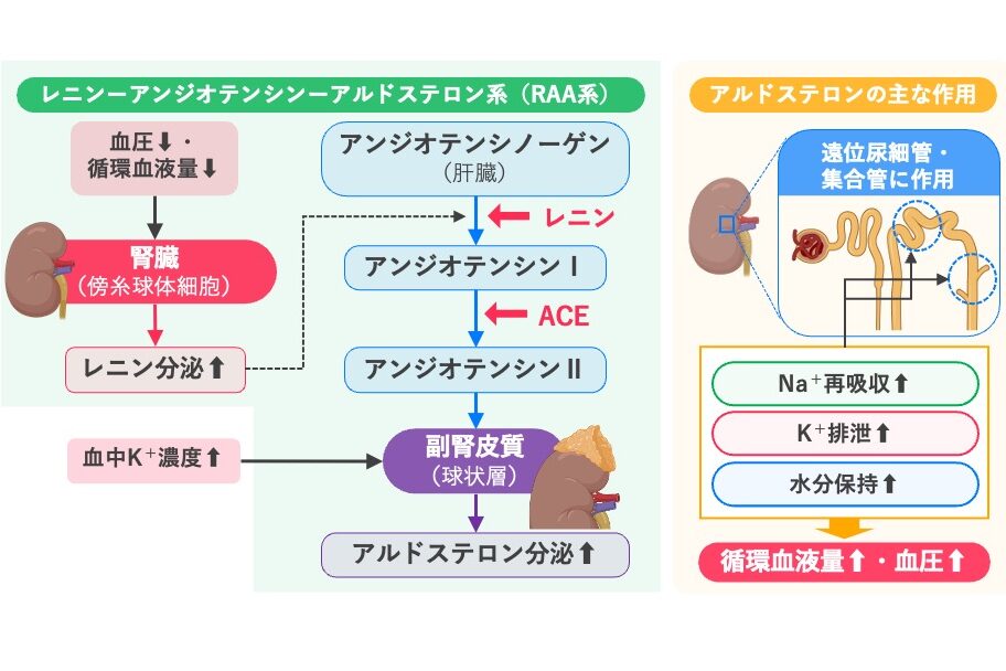 アルドステロンの分泌調節と主な作用を示した図。血圧低下や循環血液量低下により腎臓の傍糸球体細胞からレニン分泌が促進され、アンジオテンシノーゲンからアンジオテンシンI、ACEを介してアンジオテンシンIIが生成され、副腎皮質球状層からのアルドステロン分泌が促進される。また、血中K⁺濃度上昇もアルドステロン分泌を促進する。アルドステロンは遠位尿細管・集合管に作用し、Na⁺再吸収、K⁺排泄、水分保持を促進して、循環血液量と血圧を上昇させる。