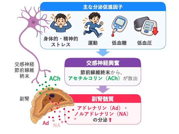 副腎髄質のカテコールアミン分泌調節を示した図。ストレス、運動、低血糖、血圧低下により交感神経が興奮し、節前線維終末からアセチルコリンが放出され、副腎髄質からアドレナリン・ノルアドレナリンの分泌が増加する。