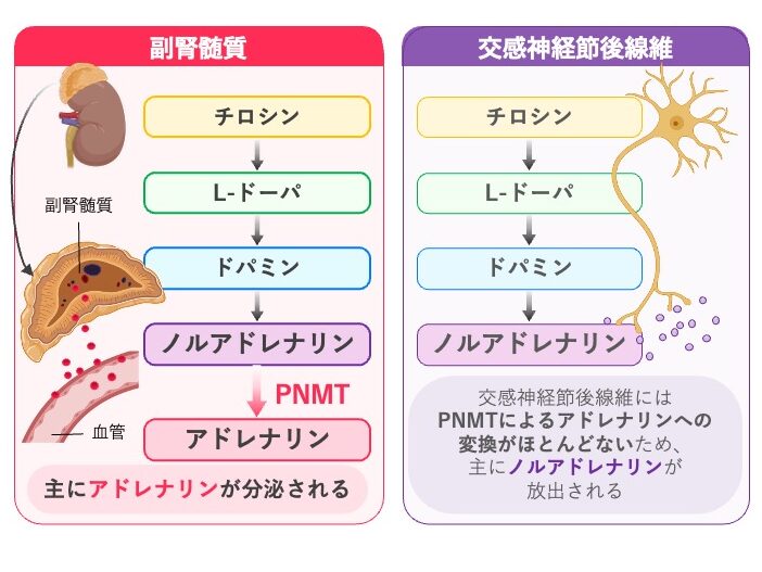 副腎髄質と交感神経節後線維におけるカテコールアミン合成経路を比較した図。チロシンからL-ドーパ、ドパミン、ノルアドレナリンを経て、副腎髄質ではPNMTによりアドレナリンまで合成されることを示す。