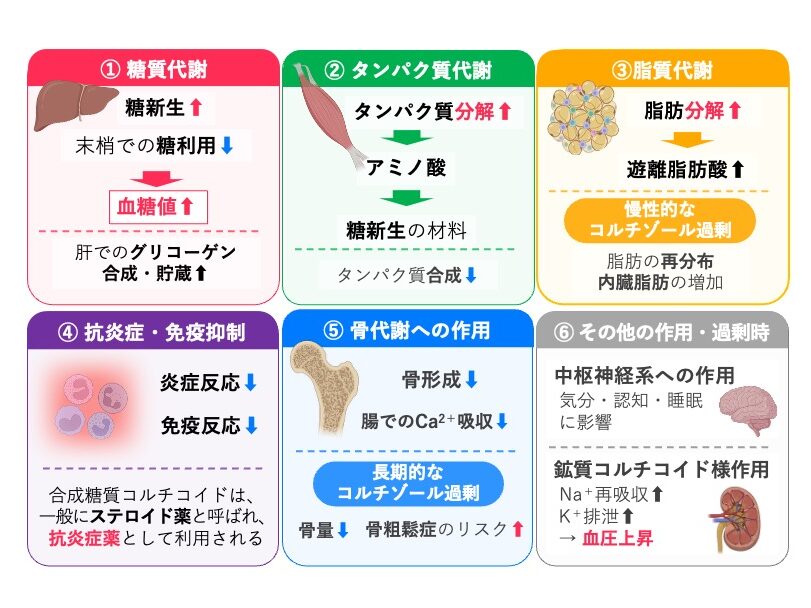 コルチゾールの主な作用を示した図。糖新生促進と末梢での糖利用低下による血糖値上昇、肝グリコーゲン合成・貯蔵促進、タンパク質分解、脂肪分解、抗炎症・免疫抑制、骨形成と腸でのCa²⁺吸収の低下、中枢神経系への作用を示す。また、慢性的な過剰では脂肪再分布、骨量低下、鉱質コルチコイド様作用による血圧上昇などがみられる。