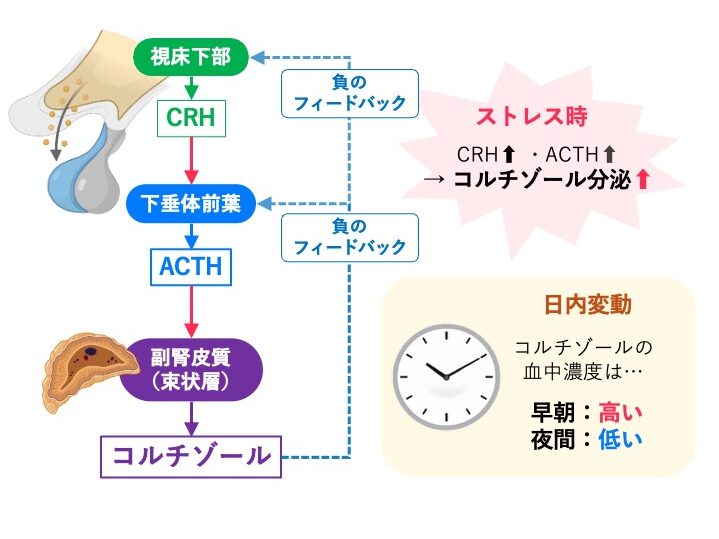 コルチゾールの分泌調節を示した図。視床下部からCRH、下垂体前葉からACTHが分泌され、副腎皮質束状層からコルチゾールが分泌される。コルチゾールは視床下部と下垂体前葉に負のフィードバックをかける。ストレス時には分泌が増加し、日内変動により早朝に高く夜間に低い。