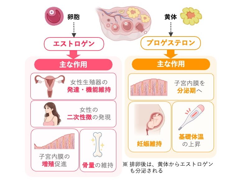 エストロゲンとプロゲステロンの主な作用を比較した図。エストロゲンは女性生殖器の発達・機能維持、女性の二次性徴、子宮内膜の増殖促進、骨量の維持に関与する。プロゲステロンは子宮内膜を分泌期へ変化させ、妊娠維持と基礎体温の上昇に関与する。排卵後は黄体からエストロゲンも分泌される。