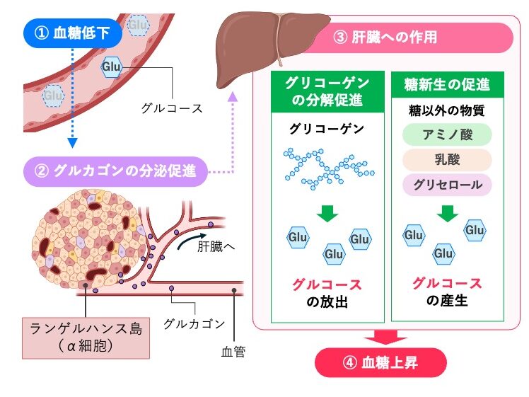 血糖値低下により膵島のα細胞からグルカゴンが分泌され、肝臓でグリコーゲン分解と糖新生を促進して血糖値を上昇させる流れを示した図