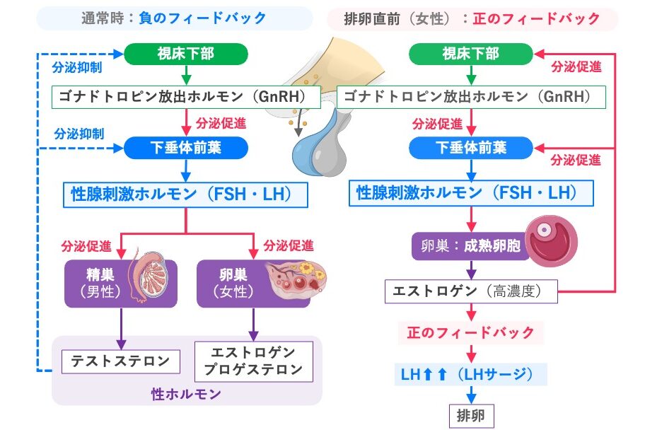 性腺刺激ホルモン（FSH・LH）の分泌調節。GnRHは下垂体前葉からのFSH・LH分泌を促進し、性ホルモンは負のフィードバックにより視床下部と下垂体前葉を抑制する。排卵直前には高濃度のエストロゲンによる正のフィードバックでLHサージが起こり、排卵が誘発される。