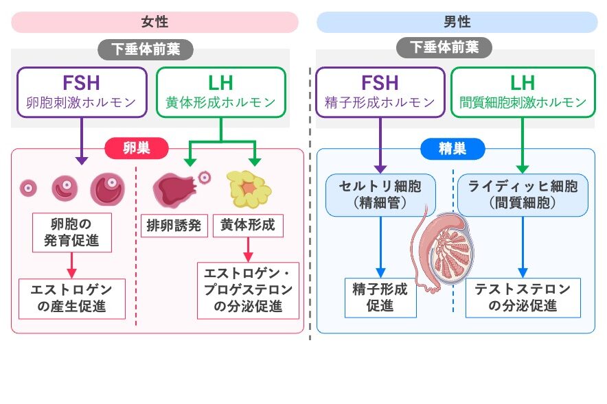 性腺刺激ホルモン（FSH・LH）の作用。女性ではFSHが卵胞の発育とエストロゲン産生を促進し、LHが排卵や黄体形成、エストロゲン・プロゲステロン分泌を促進する。男性ではFSHがセルトリ細胞に作用して精子形成を促進し、LHがライディッヒ細胞に作用してテストステロン分泌を促進する。
