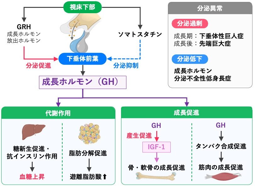 成長ホルモン（GH）の分泌調節と作用。GRHはGH分泌を促進し、ソマトスタチンは抑制する。GHは血糖上昇や脂肪分解を促し、IGF-1を介して骨・軟骨の成長、タンパク質合成を介して筋肉の成長を促進する。