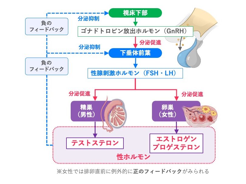 視床下部－下垂体－性腺系（HPG軸）の模式図。視床下部からGnRH、下垂体前葉からFSH・LHが分泌され、精巣・卵巣を刺激してテストステロン、エストロゲン、プロゲステロンなどの性ホルモンが分泌される。性ホルモンは視床下部・下垂体前葉に負のフィードバックを行い、女性では排卵直前に例外的に正のフィードバックがみられる。