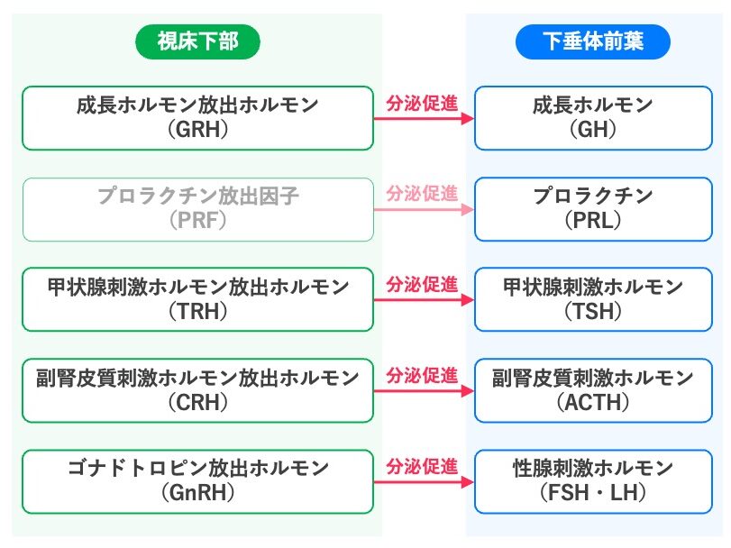 視床下部の放出ホルモンGRH、PRF、TRH、CRH、GnRHが、下垂体前葉からそれぞれGH、PRL、TSH、ACTH、FSH・LHの分泌を促進する関係を示した図。