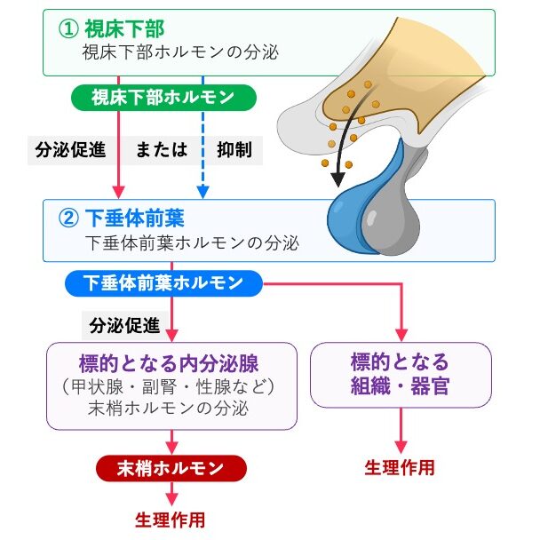 視床下部ホルモンが下垂体前葉ホルモンの分泌を促進または抑制し、下垂体前葉ホルモンが内分泌腺や組織・器官に作用する流れを示した図
