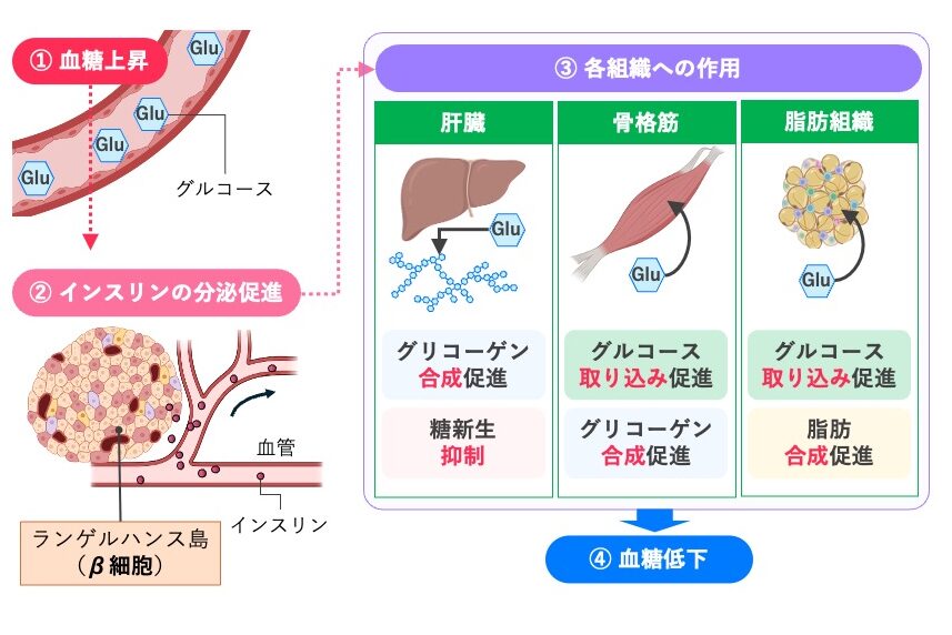 血糖値上昇により膵島のβ細胞からインスリンが分泌され、肝臓・骨格筋・脂肪組織に作用して血糖値を低下させる流れを示した図