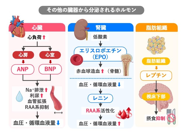 心臓・腎臓・脂肪組織から分泌されるホルモンと主な作用を示した図。心臓では心負荷によりANPとBNPが分泌され、Na⁺排泄促進、利尿、血管拡張、RAA系抑制を介して血圧・循環血液量を低下させる。腎臓では低酸素によりエリスロポエチンが分泌され赤血球造血を促進し、血圧・循環血液量の低下によりレニンが分泌されRAA系を活性化して血圧・循環血液量を上昇させる。脂肪組織から分泌されるレプチンは視床下部に作用し、摂食を抑制する。