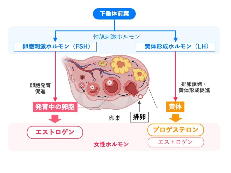 下垂体前葉から分泌されるFSHとLHによる卵巣ホルモン分泌の模式図。FSHは発育中の卵胞に作用してエストロゲン分泌を促し、LHは排卵と黄体形成を促進する。黄体からは主にプロゲステロンが分泌され、エストロゲンも分泌される。
