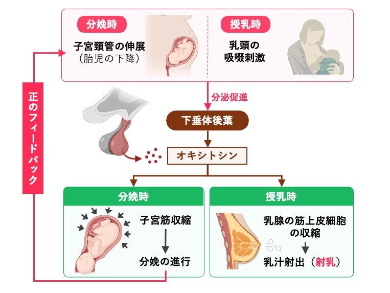 オキシトシンの分泌調節と作用を示した図。分娩時の子宮頸管の伸展や授乳時の乳頭への吸啜刺激により分泌が促進され、子宮筋収縮による分娩の進行と、乳腺の筋上皮細胞収縮による射乳を促す。分娩時には正のフィードバックがみられる。