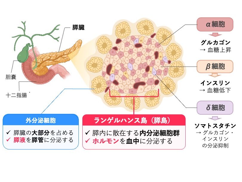 膵臓のランゲルハンス島(膵島)と、α細胞・β細胞・δ細胞から分泌されるグルカゴン・インスリン・ソマトスタチンを示した図