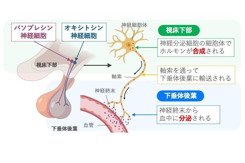 視床下部の神経分泌細胞で合成されたバソプレッシンとオキシトシンが、軸索を通って下垂体後葉へ輸送され、神経終末から血中へ分泌される仕組みを示した図