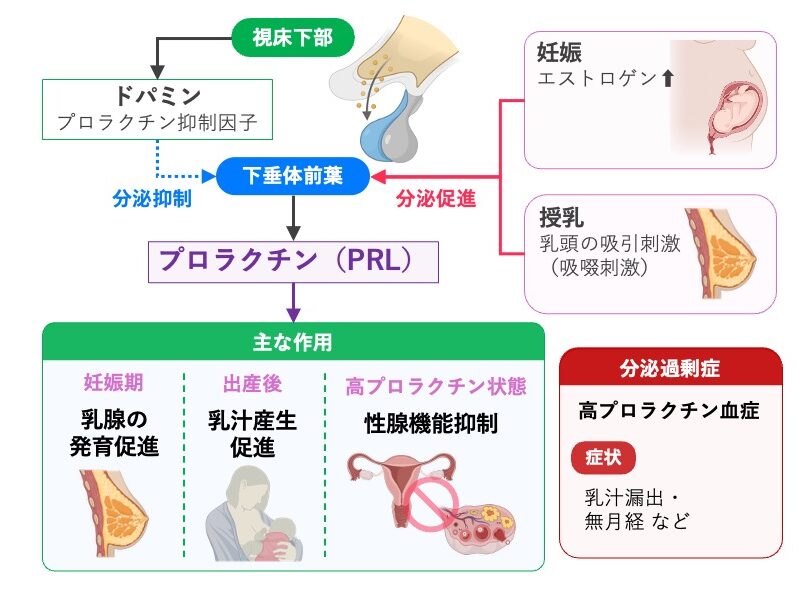 プロラクチン（PRL）の分泌調節と作用。ドパミンはPRL分泌を抑制し、妊娠によるエストロゲン増加や授乳時の吸啜刺激は分泌を促進する。PRLは乳腺の発育や乳汁産生を促進し、過剰になると性腺機能を抑制する