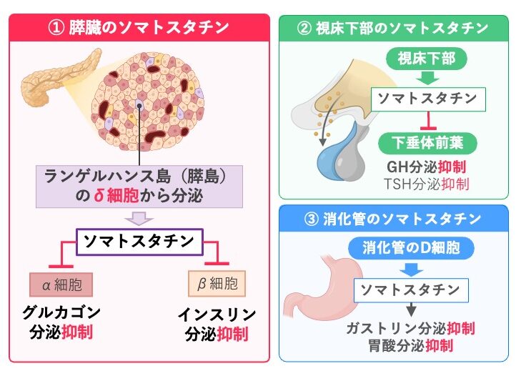 膵島のδ細胞から分泌されるソマトスタチンがグルカゴン分泌とインスリン分泌を抑制し、視床下部由来のソマトスタチンがGH・TSH分泌を抑制し、消化管由来のソマトスタチンがガストリン分泌と胃酸分泌を抑制することを示した図
