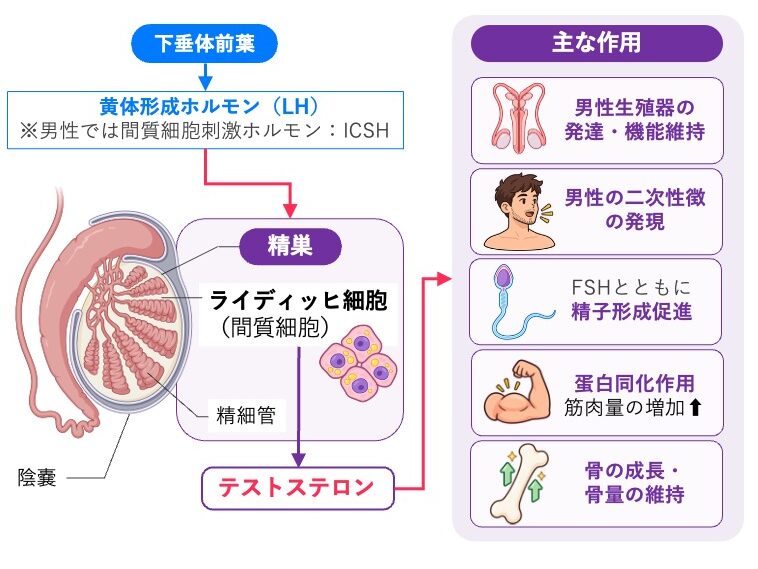 精巣の構造とテストステロンの分泌・作用を示した図。下垂体前葉から分泌されるLH（男性ではICSH）が精巣のライディッヒ細胞を刺激し、テストステロンの分泌を促進する。陰嚢内の精巣と、精巣内の精細管・ライディッヒ細胞が示され、テストステロンの主な作用として男性生殖器の発達・機能維持、男性の二次性徴、FSHとともに精子形成促進、タンパク同化作用による筋肉量増加、骨の成長・骨量維持が示されている。