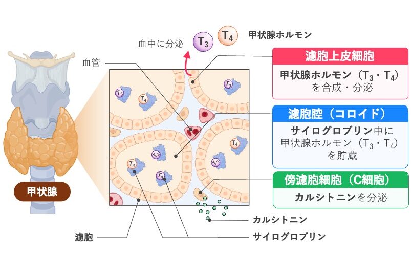 甲状腺の濾胞構造と、濾胞上皮細胞から分泌される甲状腺ホルモン(T3・T4)、傍濾胞細胞(C細胞)から分泌されるカルシトニンを示した図