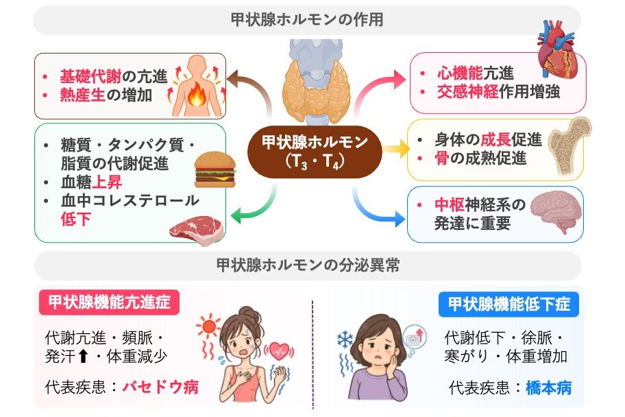 甲状腺ホルモン(T3・T4)の作用と分泌異常を示す図。基礎代謝・熱産生や物質代謝を促進し、血糖上昇、血中コレステロール低下、心機能・交感神経作用の増強、身体の成長・骨の成熟、中枢神経系の発達に関与する。機能亢進症の代表疾患はバセドウ病、機能低下症は橋本病。
