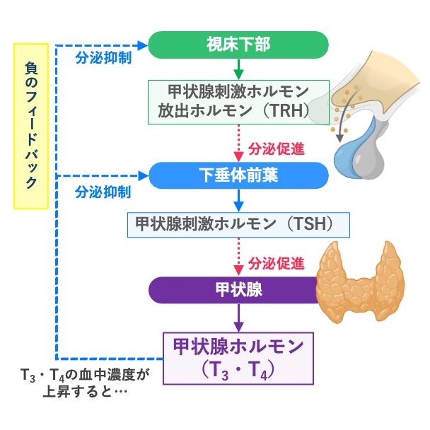 TRH、TSHによる甲状腺ホルモン(T3・T4)の分泌促進と、T3・T4による視床下部・下垂体前葉への負のフィードバックを示した図