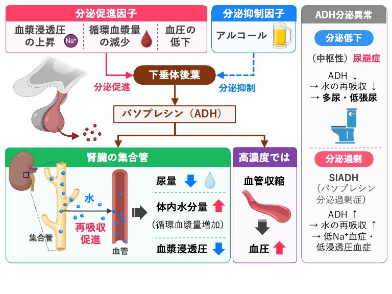 バソプレシン(ADH)の分泌調節と作用、分泌異常を示した図。血漿浸透圧の上昇、循環血漿量の減少、血圧低下により分泌が促進され、腎集合管で水の再吸収を促進する。分泌低下では中枢性尿崩症、分泌過剰ではSIADHを引き起こす。