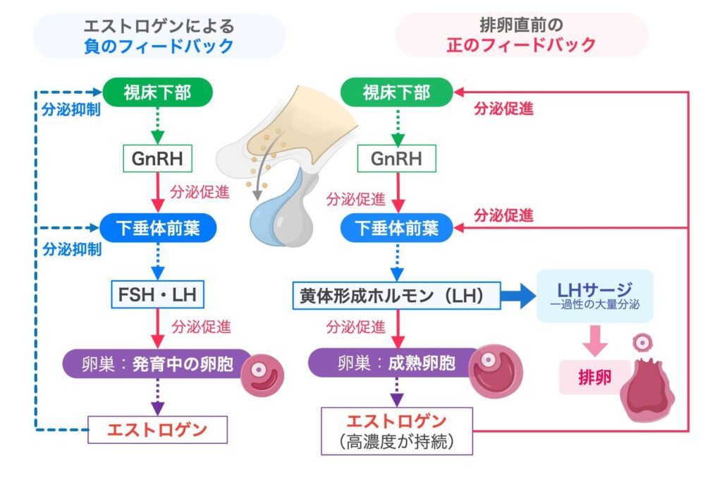 エストロゲンによる負のフィードバックと正のフィードバックを比較した図。左側は、卵胞から分泌されるエストロゲンが視床下部と下垂体前葉に作用し、GnRHやFSH・LHの分泌を抑制する仕組みを示している。右側は、成熟卵胞から高濃度のエストロゲンが持続的に分泌されることで正のフィードバックが起こり、LHサージを経て排卵が誘発される仕組みを示している。