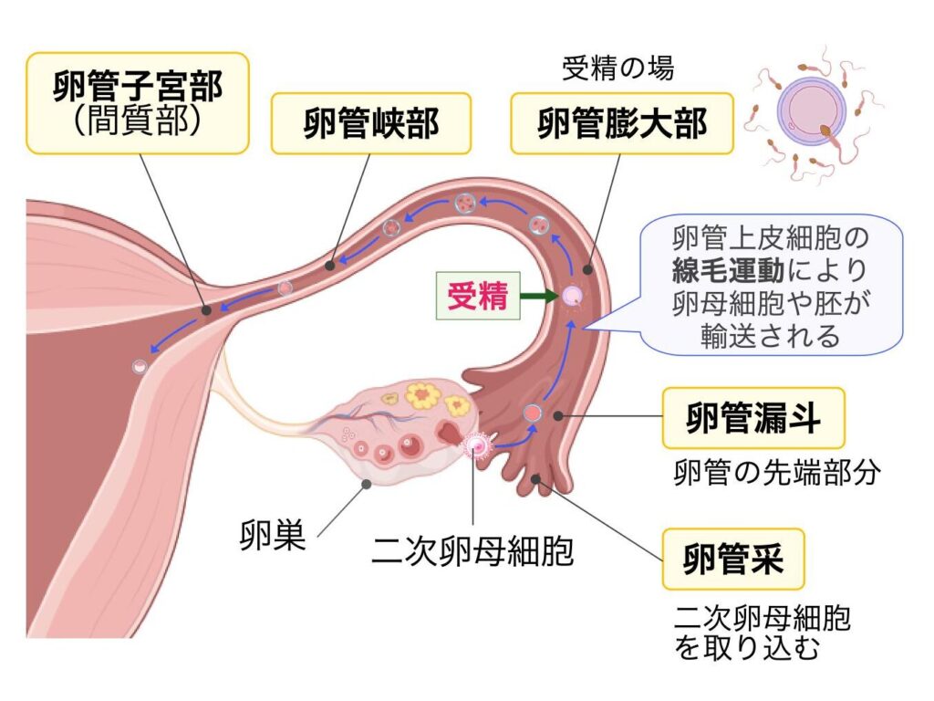 卵管の構造と働きを示す図。卵管采、卵管漏斗、卵管膨大部、卵管峡部、卵管子宮部(間質部)の位置関係を示す。排卵された二次卵母細胞が卵管内に取り込まれ、主に卵管膨大部で受精し、初期胚が子宮へ輸送される流れを矢印で示している。