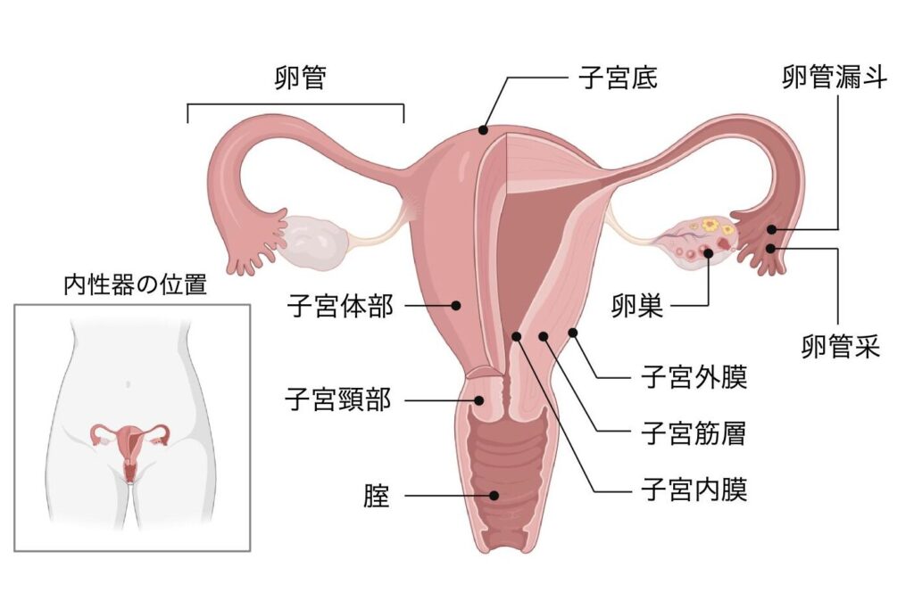 女性生殖器の構造を示す図。卵巣、卵管、卵管漏斗、卵管采、子宮底、子宮体部、子宮頸部、子宮壁の3層(子宮外膜・子宮筋層・子宮内膜)、腟の位置を示している。左下には体内での内性器の位置を示す図を配置。