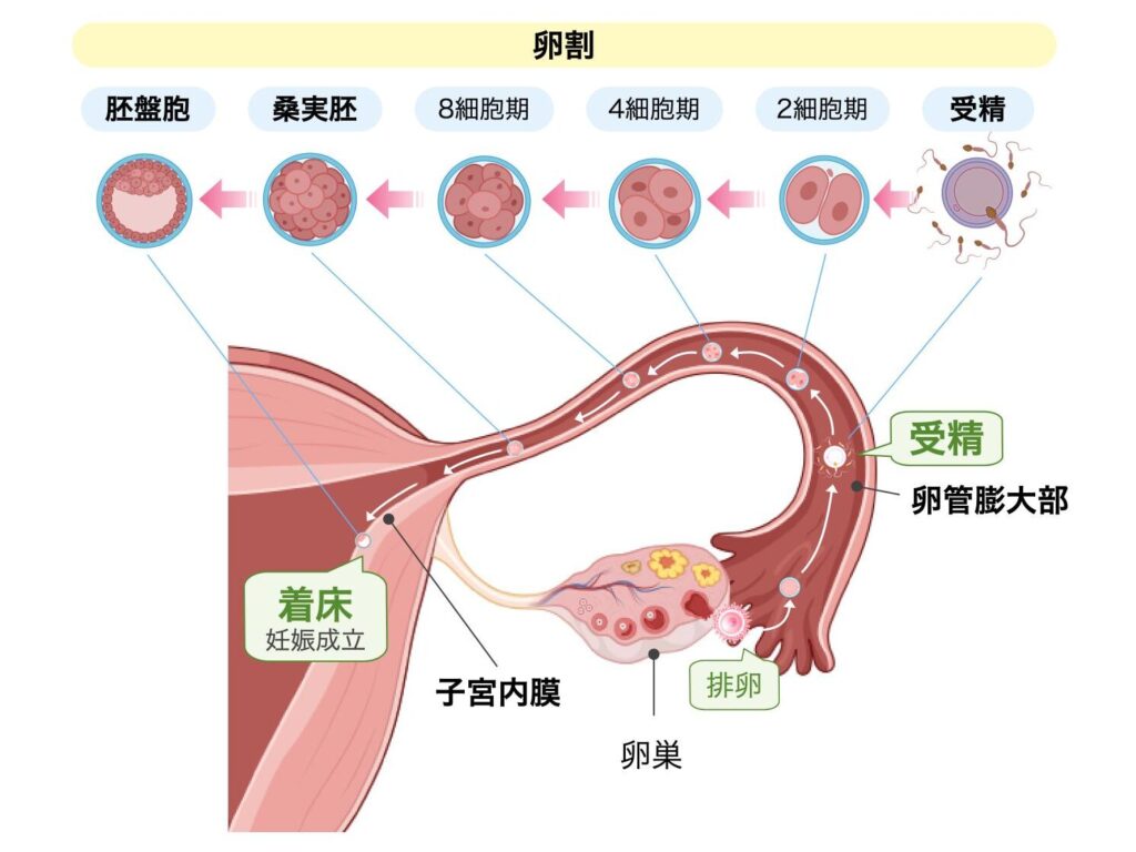 受精から卵割、着床までの流れを示す図。卵管膨大部で受精が起こり、受精卵が2細胞期、4細胞期、8細胞期、桑実胚、胚盤胞へと発育しながら卵管を通って子宮へ移動する様子を示している。胚盤胞が子宮内膜に着床することで妊娠が成立することを示し、卵巣や排卵の位置も表示している。