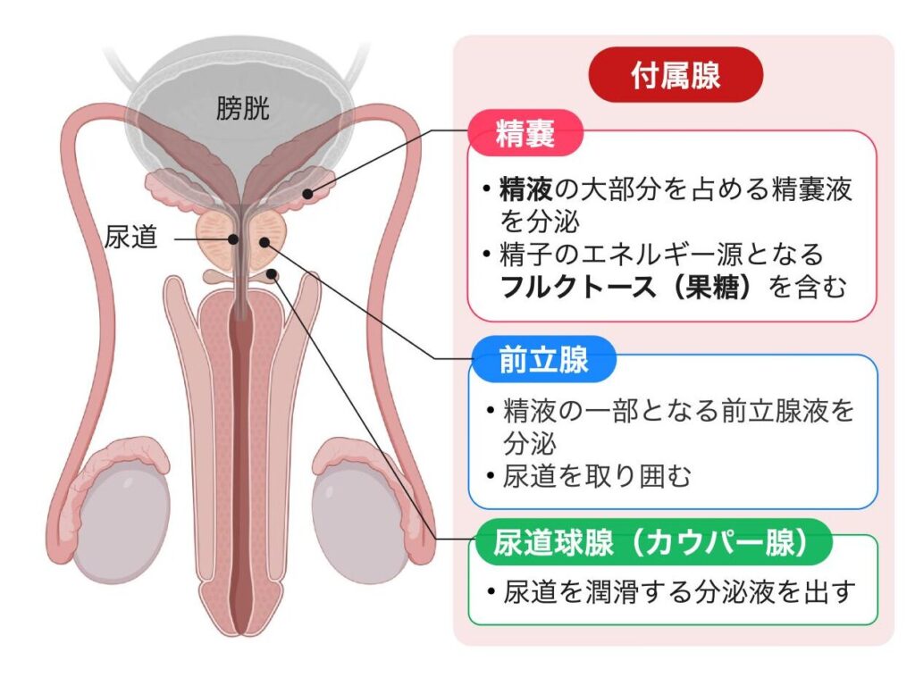 男性生殖器の付属腺を示す図。左に男性生殖器の模式図、右に精嚢・前立腺・尿道球腺(カウパー腺)の説明を配置している。精嚢は精液の大部分を占める精嚢液を分泌し、フルクトースを含む。前立腺は精液の一部となる前立腺液を分泌する。尿道球腺は尿道を潤滑する分泌液を出す。