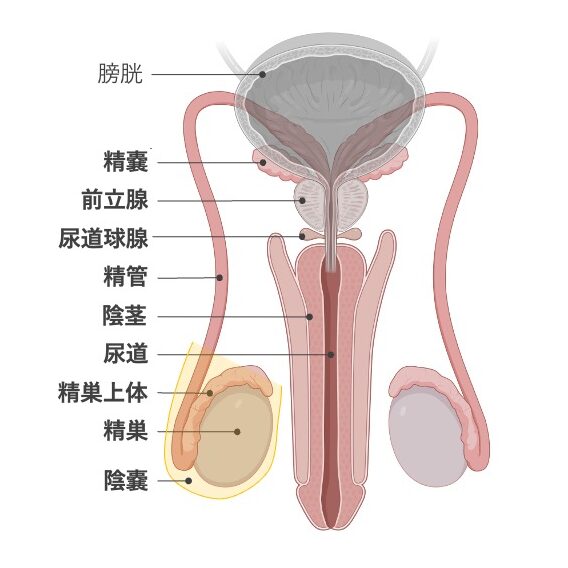 男性生殖器の構造を示す正面模式図。精巣、精巣上体、精管、精嚢、前立腺、尿道球腺(カウパー腺)、尿道、陰茎、陰嚢の位置関係を示している。膀胱も位置関係の目印として描かれている。