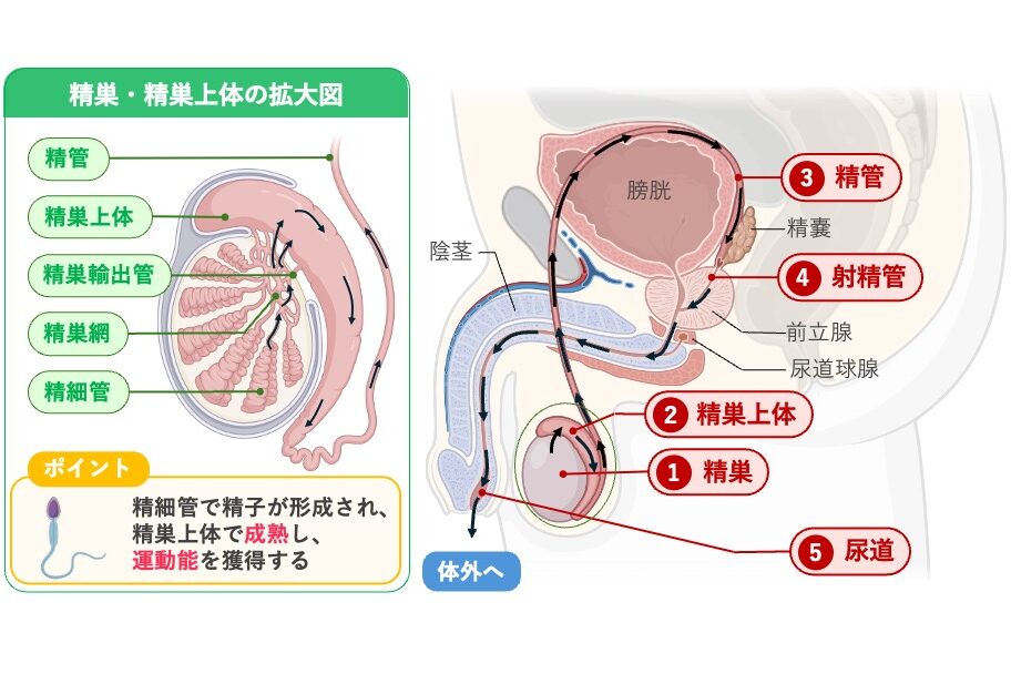 精子の通り道(精路)を示した図。精細管から精巣網、精巣輸出管、精巣上体、精管、射精管、尿道を経て体外へ至る経路と、精巣上体で精子が成熟して運動能を獲得することを示している。