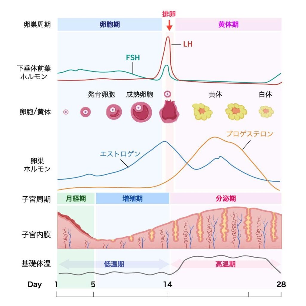 月経周期に伴うホルモン分泌と卵巣・子宮内膜の変化を示す図。28日周期を例に、卵巣周期（卵胞期・排卵・黄体期）と子宮周期（月経期・増殖期・分泌期）の対応を示している。下垂体前葉ホルモン（FSH・LH）、卵胞の発育・排卵・黄体形成、卵巣ホルモン（エストロゲン・プロゲステロン）の変動、子宮内膜の変化、基礎体温の低温期・高温期を同じ時間軸で示している。