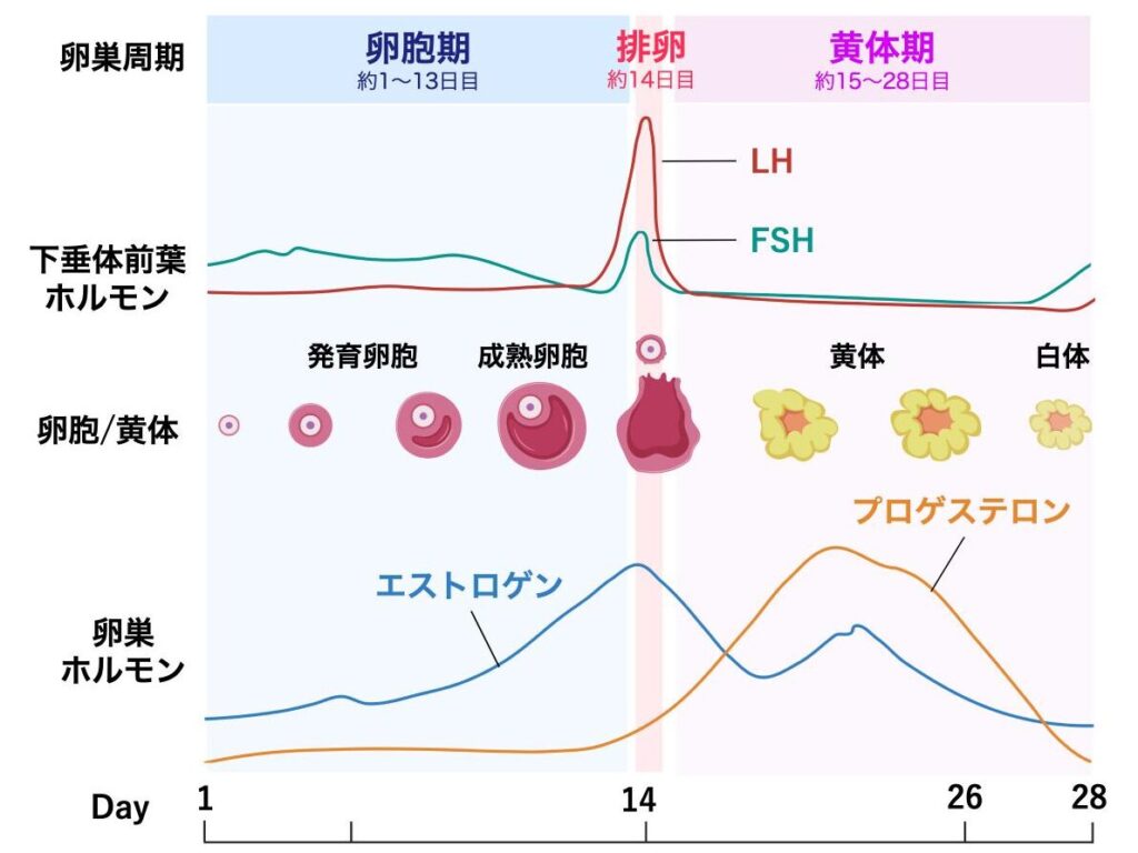 卵巣周期に伴うホルモン分泌と卵胞・黄体の変化を示す図。28日周期を例に、卵胞期、排卵、黄体期における下垂体前葉ホルモン（FSH・LH）の変動、卵胞の発育から排卵、黄体形成・白体への変化、卵巣ホルモン（エストロゲン・プロゲステロン）の分泌変化を示している。