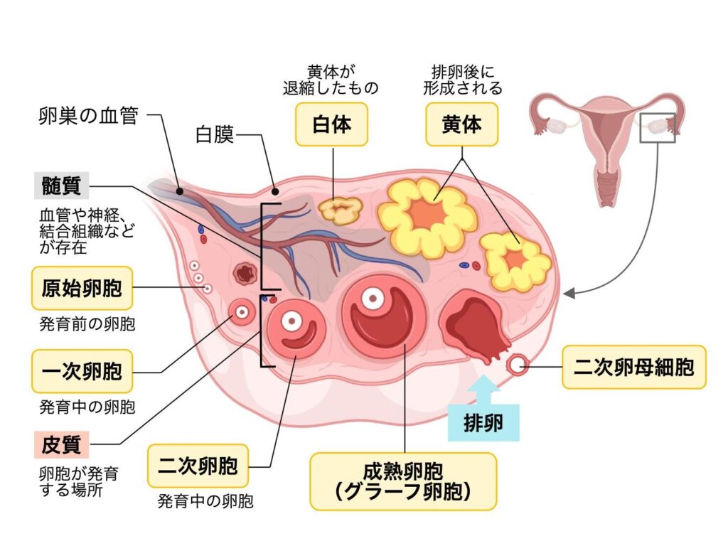 卵巣の構造と卵胞の発育を示す図。卵巣の血管、白膜、皮質、髄質、原始卵胞、一次卵胞、二次卵胞、成熟卵胞(グラーフ卵胞)、排卵、二次卵母細胞、黄体、白体を示している。右上には女性生殖器全体の小図を配置し、卵巣の位置も示している。