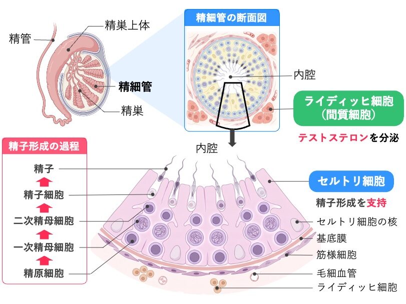 精巣、精細管断面、精細管壁の拡大図を示した図。精原細胞から一次精母細胞、二次精母細胞、精子細胞を経て精子が形成される過程と、セルトリ細胞、基底膜、筋様細胞、毛細血管、ライディッヒ細胞の位置関係を示している。